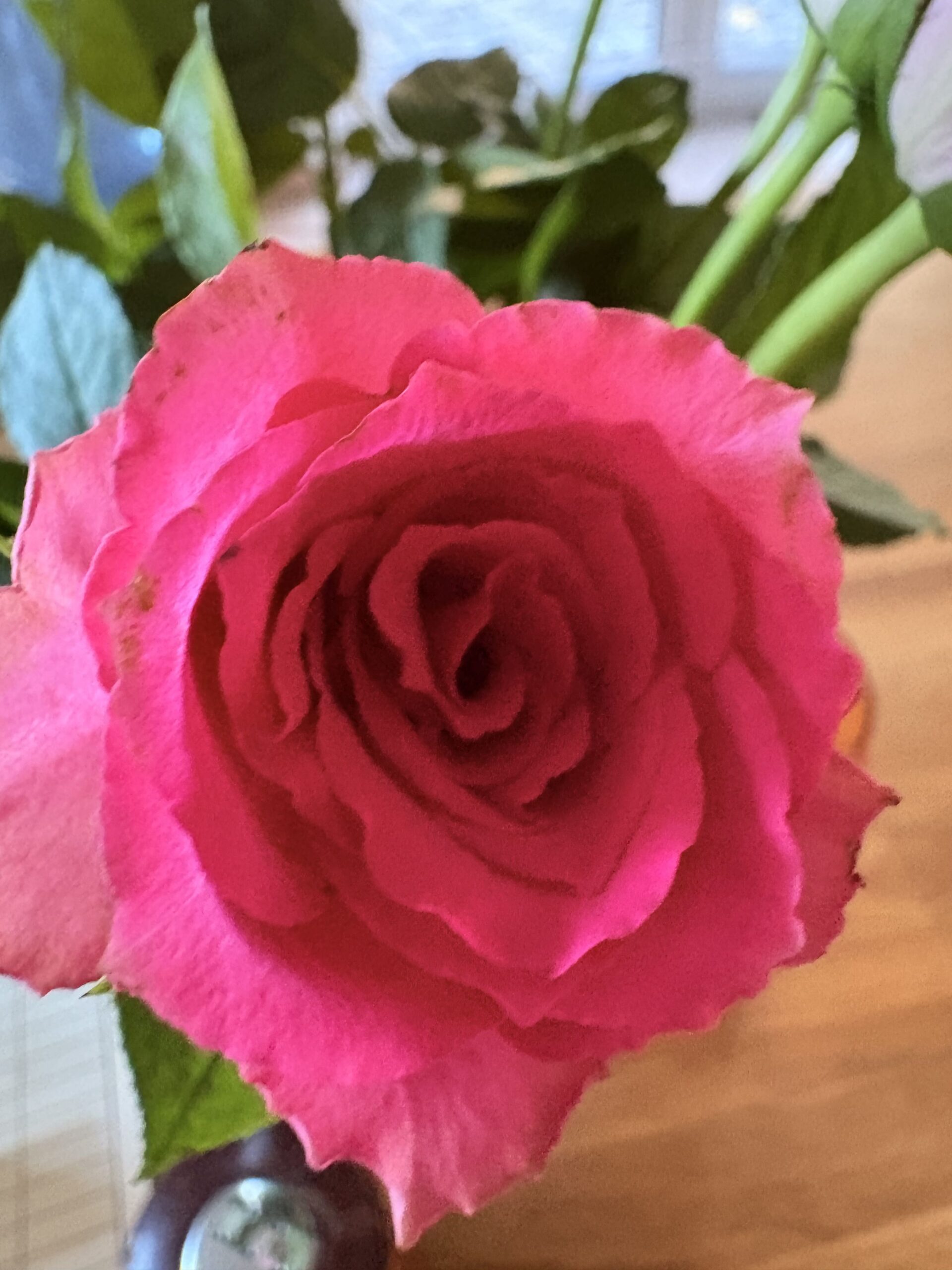 Pike Blüte einer Rose